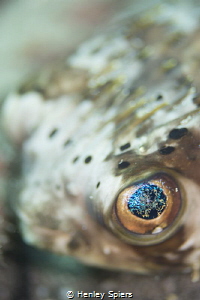 Close Encounter with a Balloonfish by Henley Spiers 